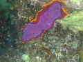   Elegant Flatworm bay Alona Beach  